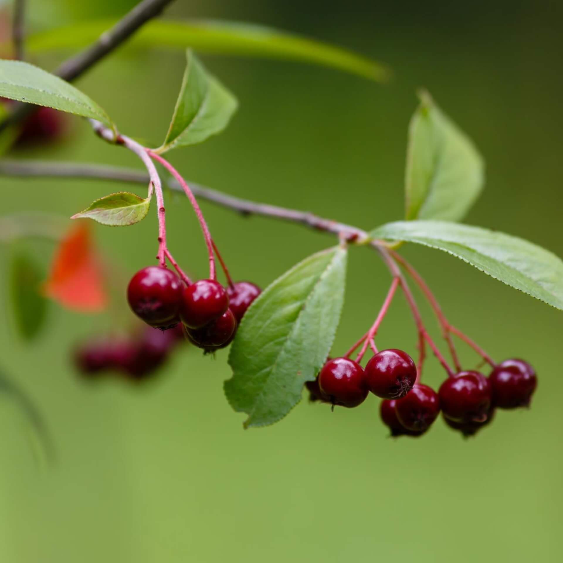 Filzige Apfelbeere (Aronia arbutifolia)