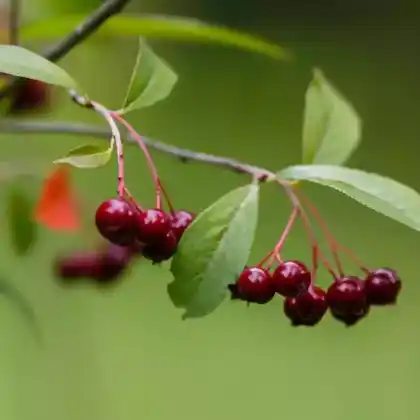 Foto von Filzige Apfelbeere (Aronia arbutifolia)
