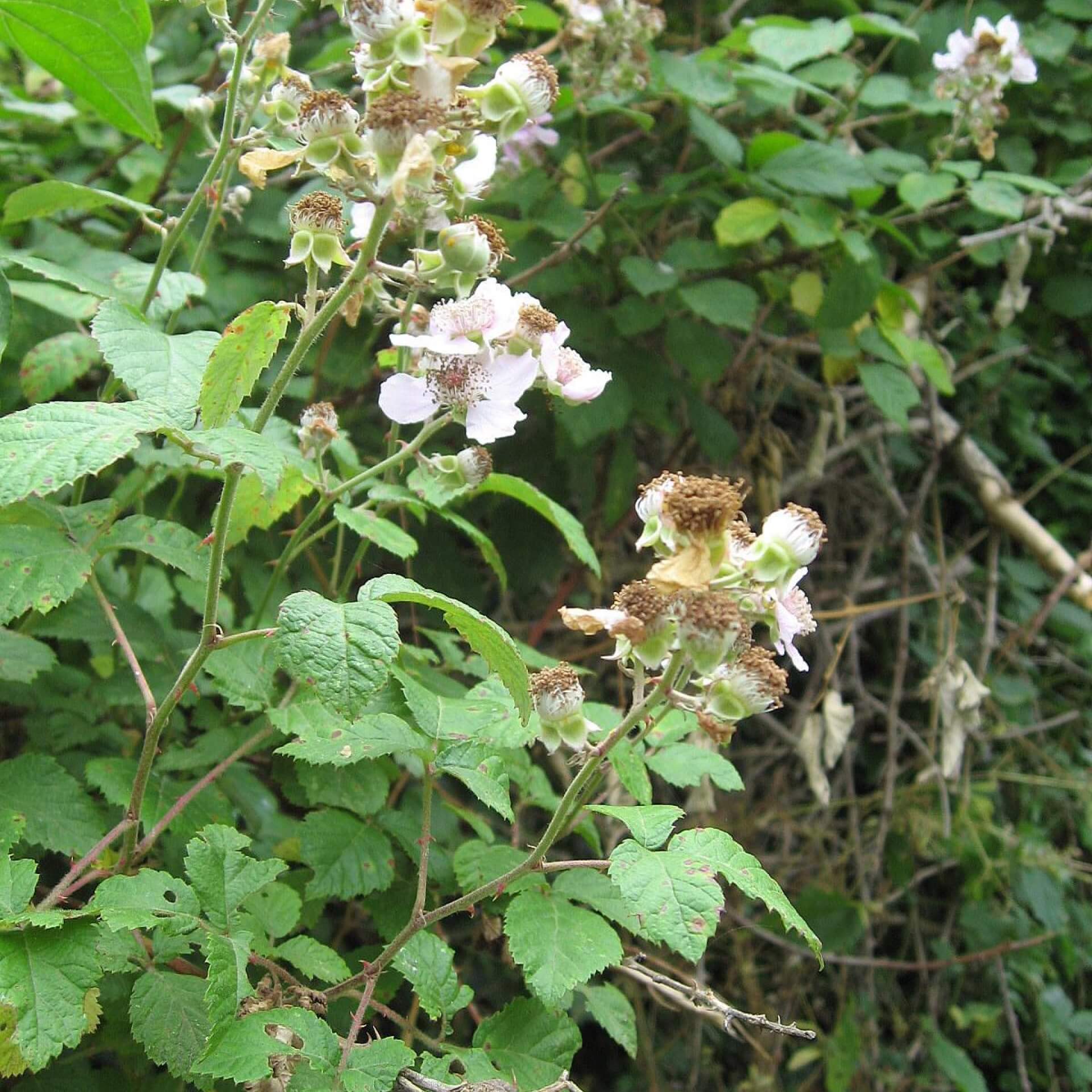 Mittelmeer-Brombeere (Rubus ulmifolius)