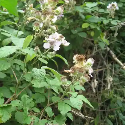 Foto von Mittelmeer-Brombeere (Rubus ulmifolius)
