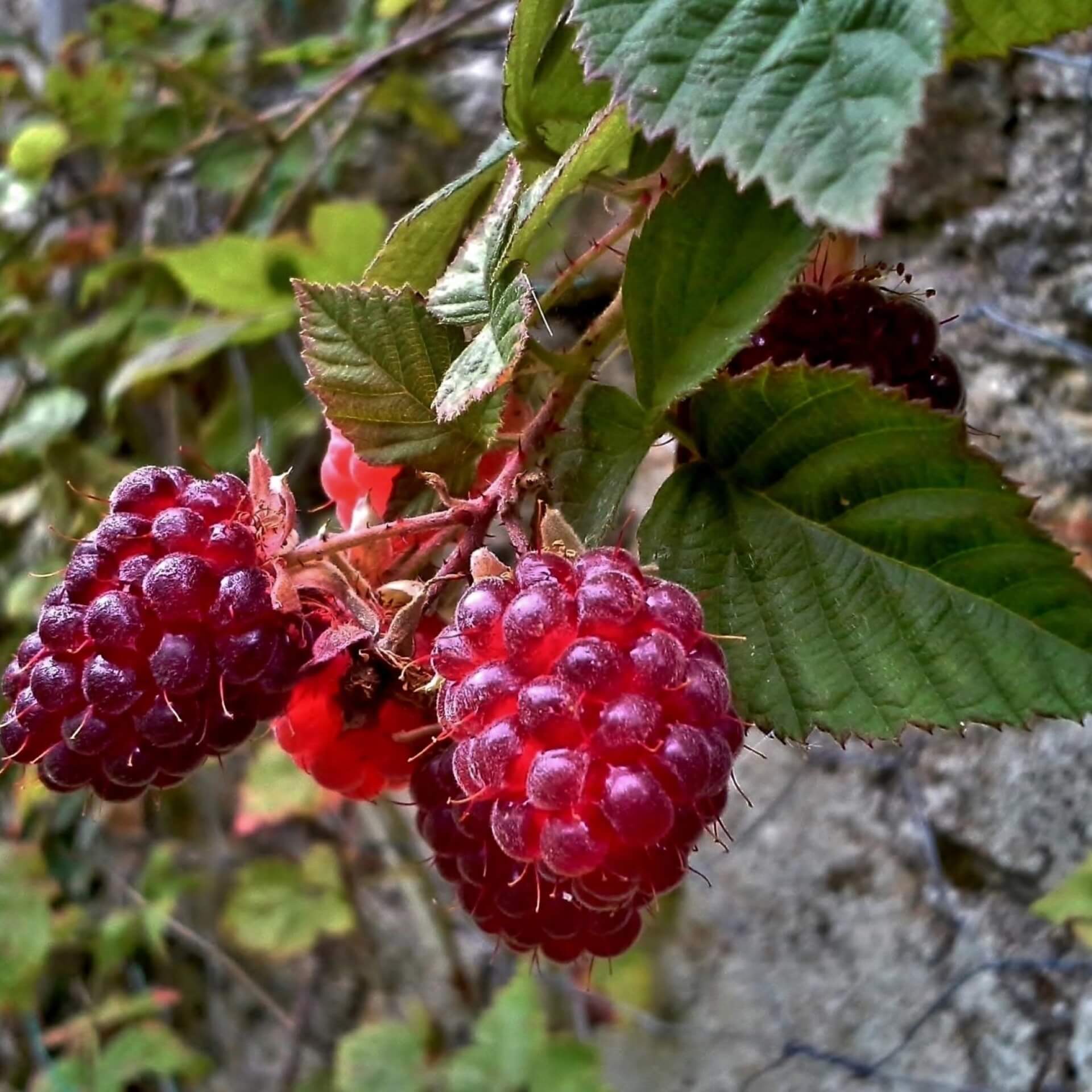 Loganbeere (Rubus x loganobaccus)