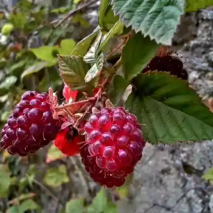 Foto von Loganbeere (Rubus x loganobaccus)