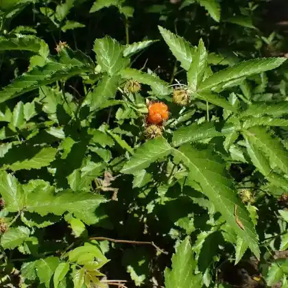 Foto von Goldbeere (Rubus xanthocarpus)