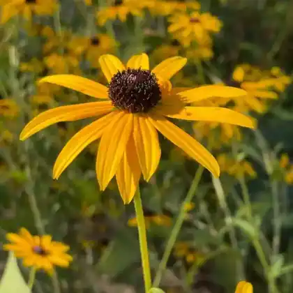 Foto von Deam Sonnenhut (Rudbeckia fulgida var. deamii)