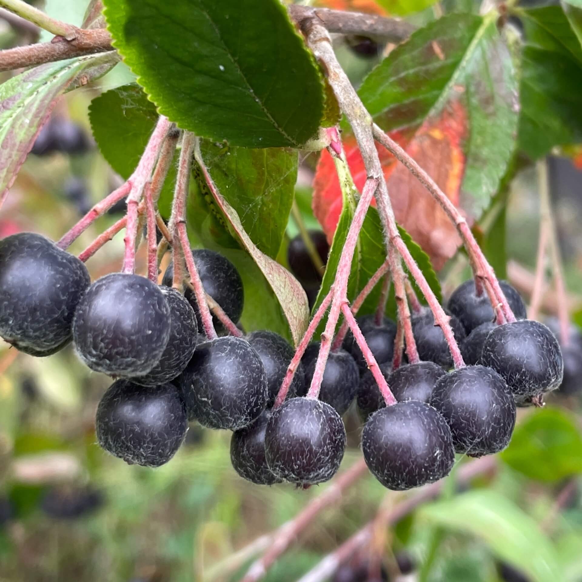 Schwarze Apfelbeere (Aronia melanocarpa)