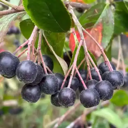 Foto von Schwarze Apfelbeere (Aronia melanocarpa)