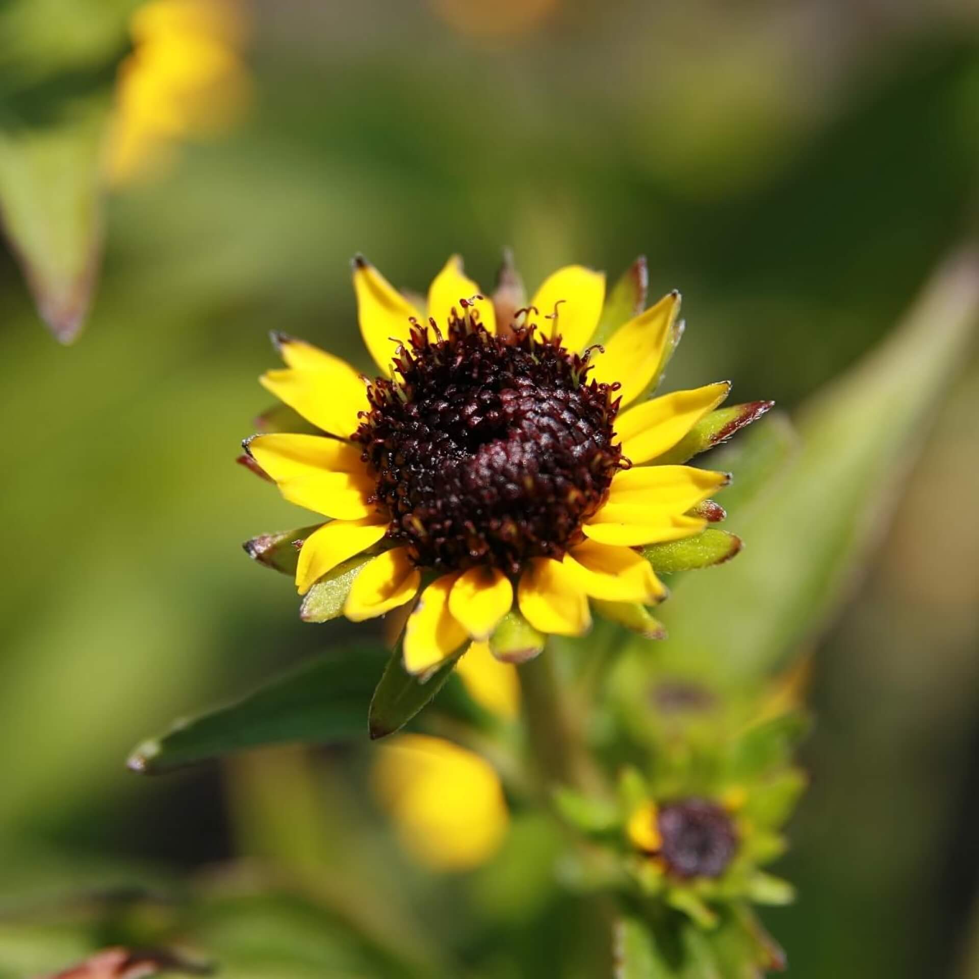 Prächtiger Sonnenhut (Rudbeckia fulgida var. speciosa)