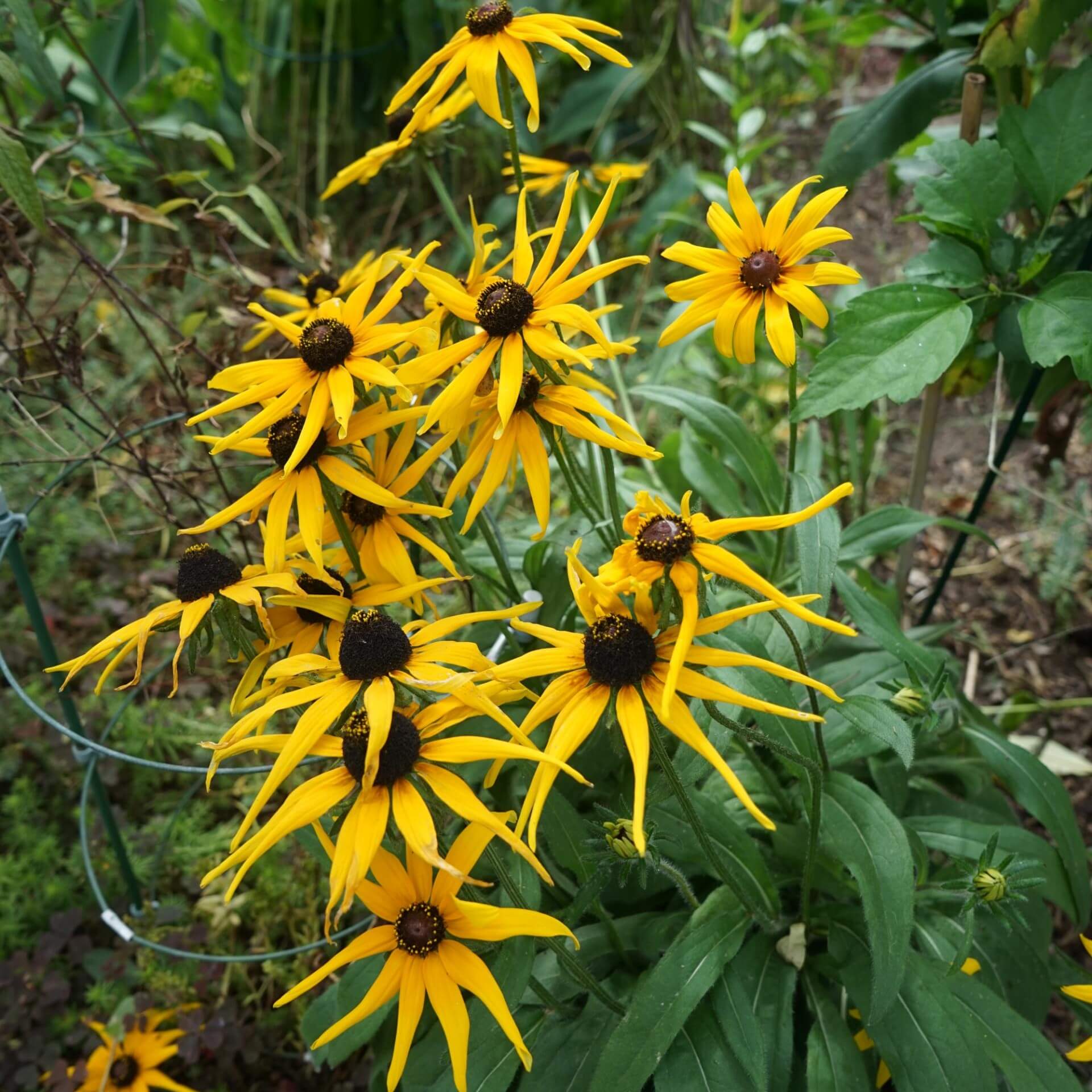 Schwarzäugige Rudbeckie (Rudbeckia hirta)