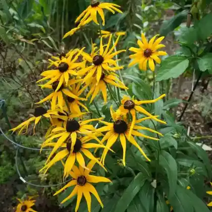 Foto von Schwarzäugige Rudbeckie (Rudbeckia hirta)