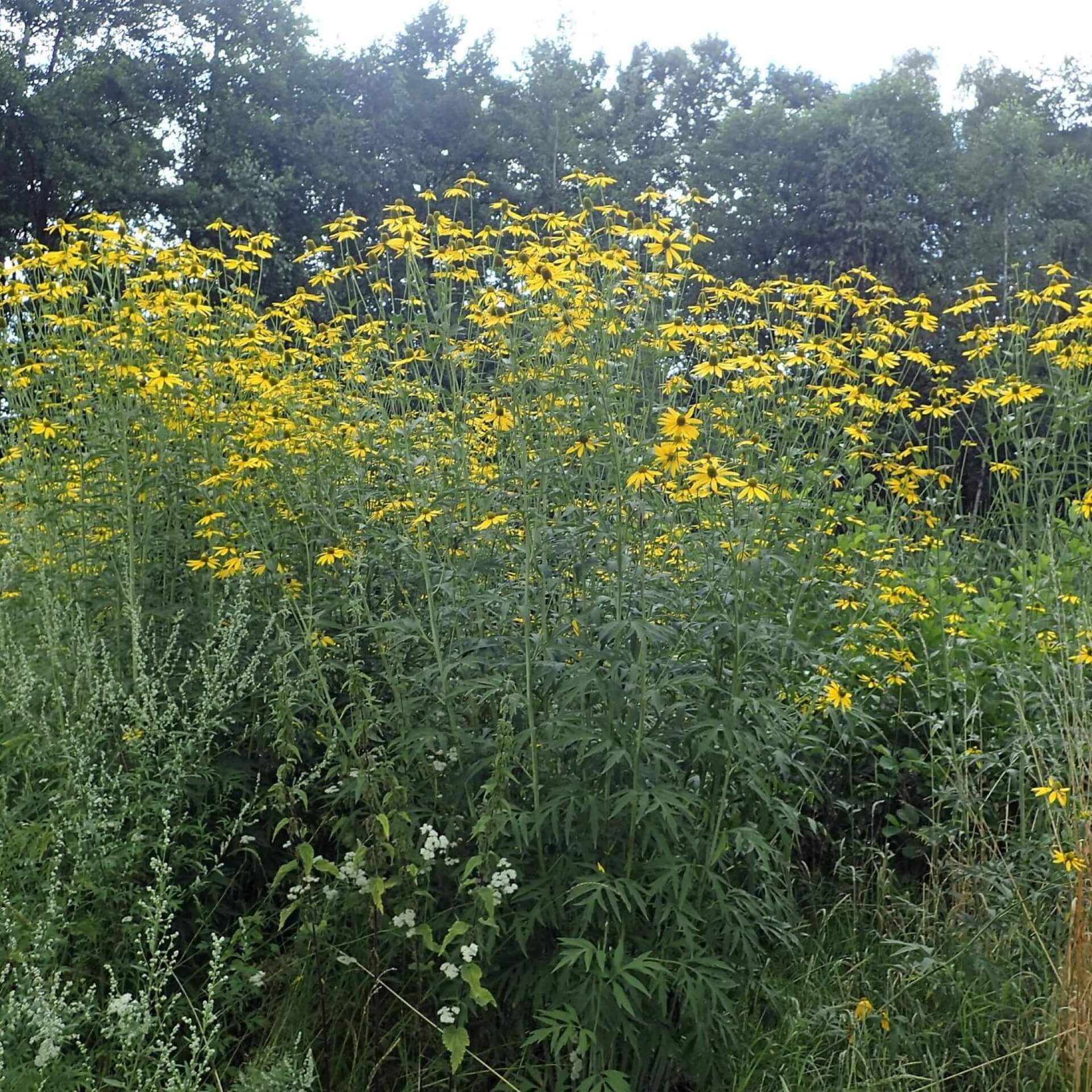 Schlitzblättriger Sonnenhut (Rudbeckia laciniata)