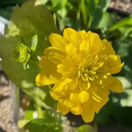 Foto von Schlitzblättriger Sonnenhut 'Goldquelle' (Rudbeckia laciniata 'Goldquelle')