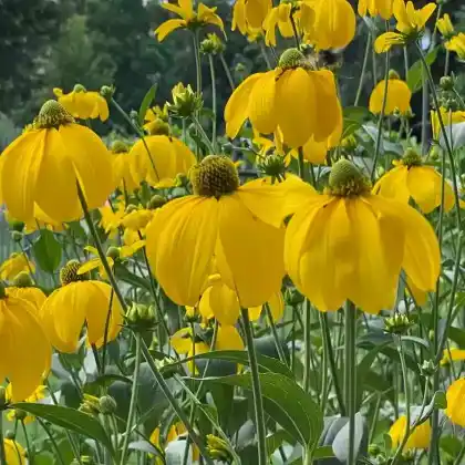 Foto von Schlitzblättriger Sonnenhut 'Herbstsonne' (Rudbeckia nitida 'Herbstsonne')