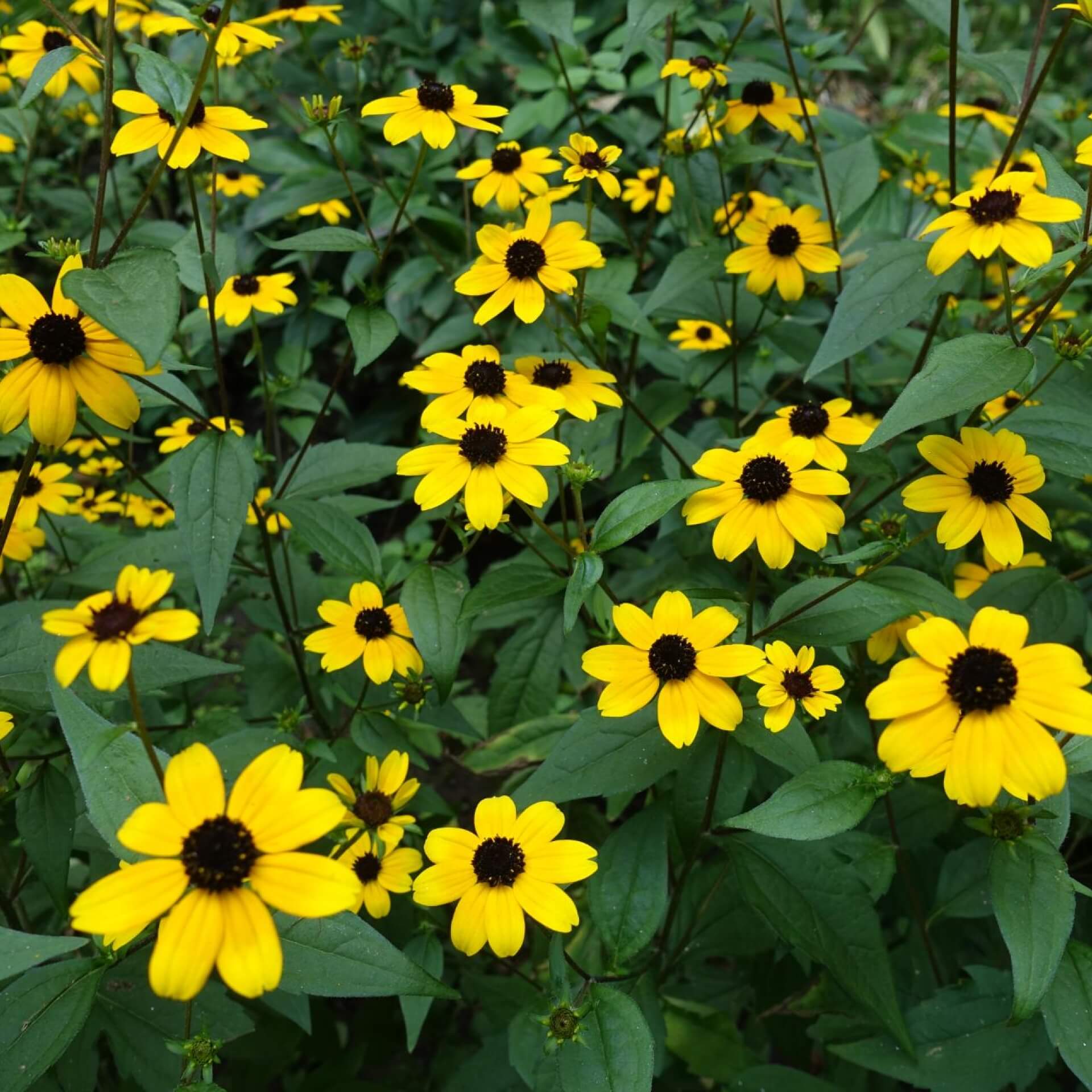 Oktober-Sonnenhut (Rudbeckia triloba)