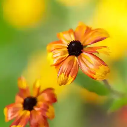 Foto von Oktober-Sonnenhut 'Prairie Glow' (Rudbeckia triloba 'Prairie Glow')