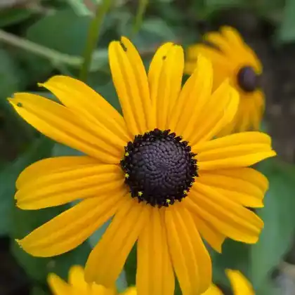 Foto von Leuchtender Sonnenhut 'Goldsturm' (Rudbeckia fulgida var. sullivantii 'Goldsturm')