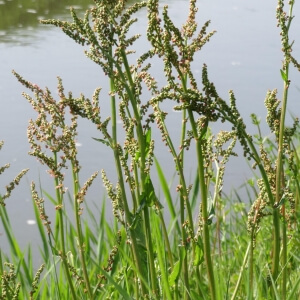 Rumex acetosa