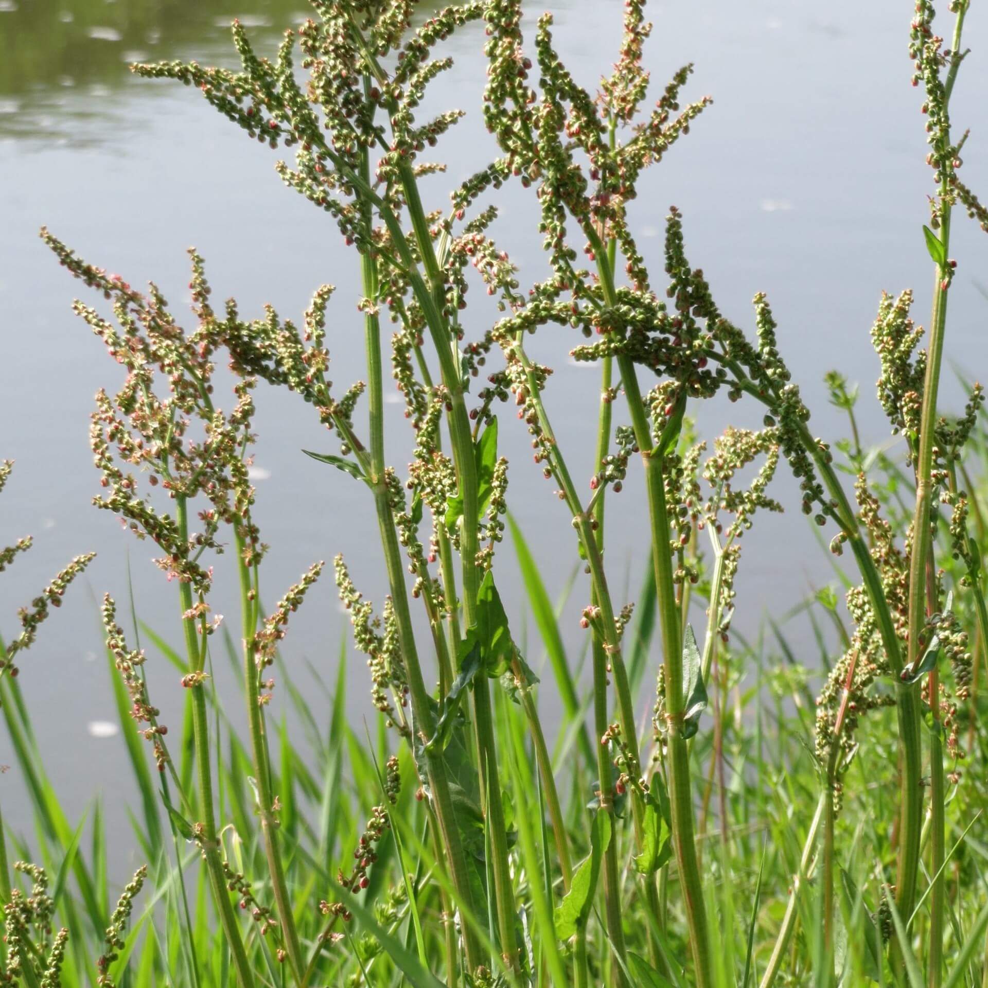 Wiesen-Sauerampfer (Rumex acetosa)