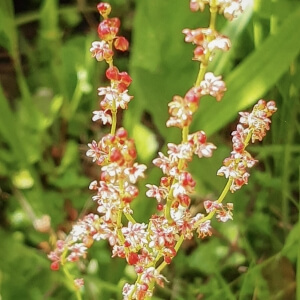 Rumex acetosella
