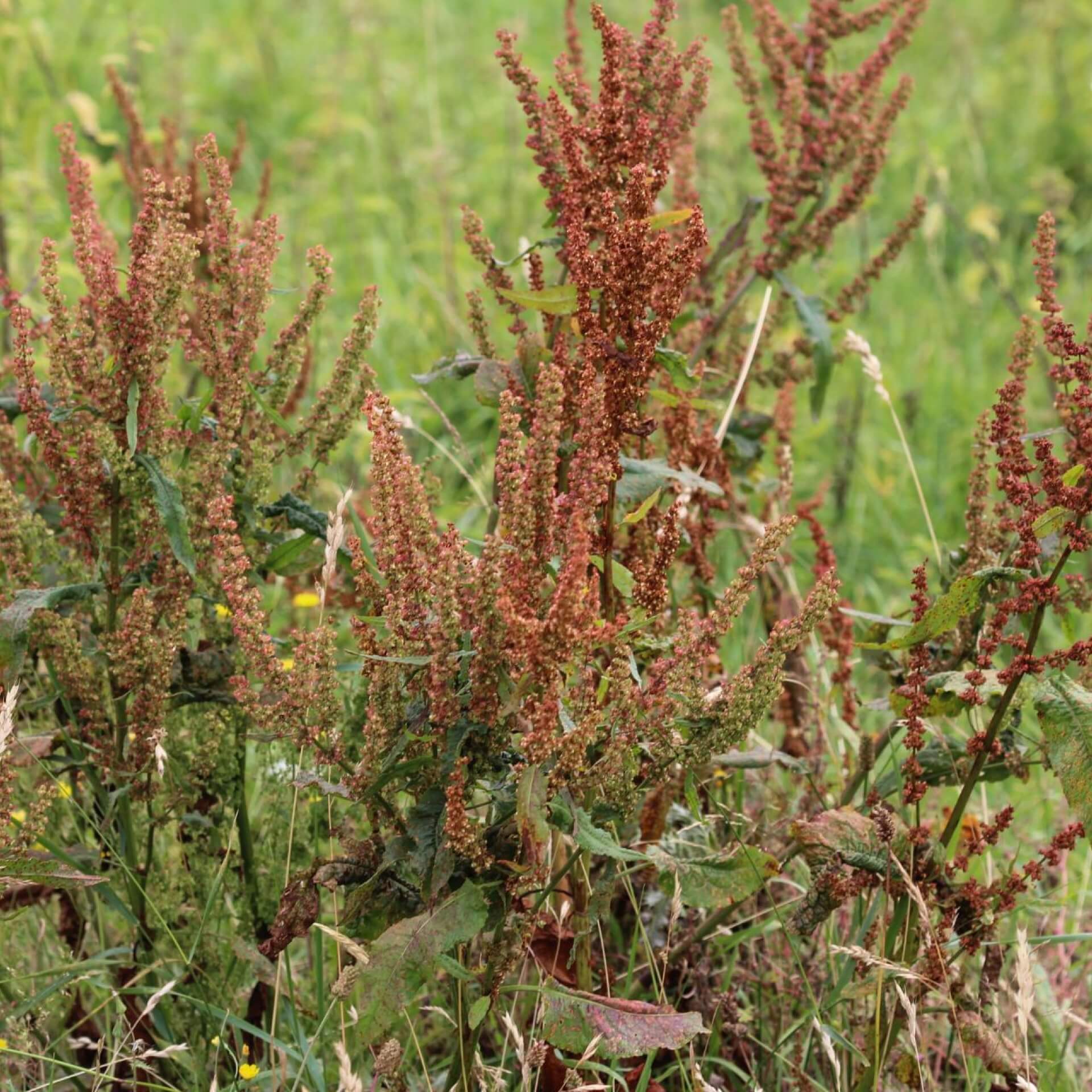 Kleiner Sauerampfer (Rumex acetosella)