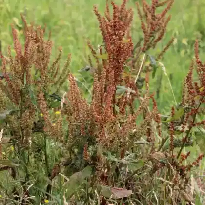 Foto von Kleiner Sauerampfer (Rumex acetosella)