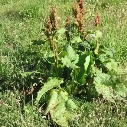 Foto von Alpen-Ampfer (Rumex alpinus)