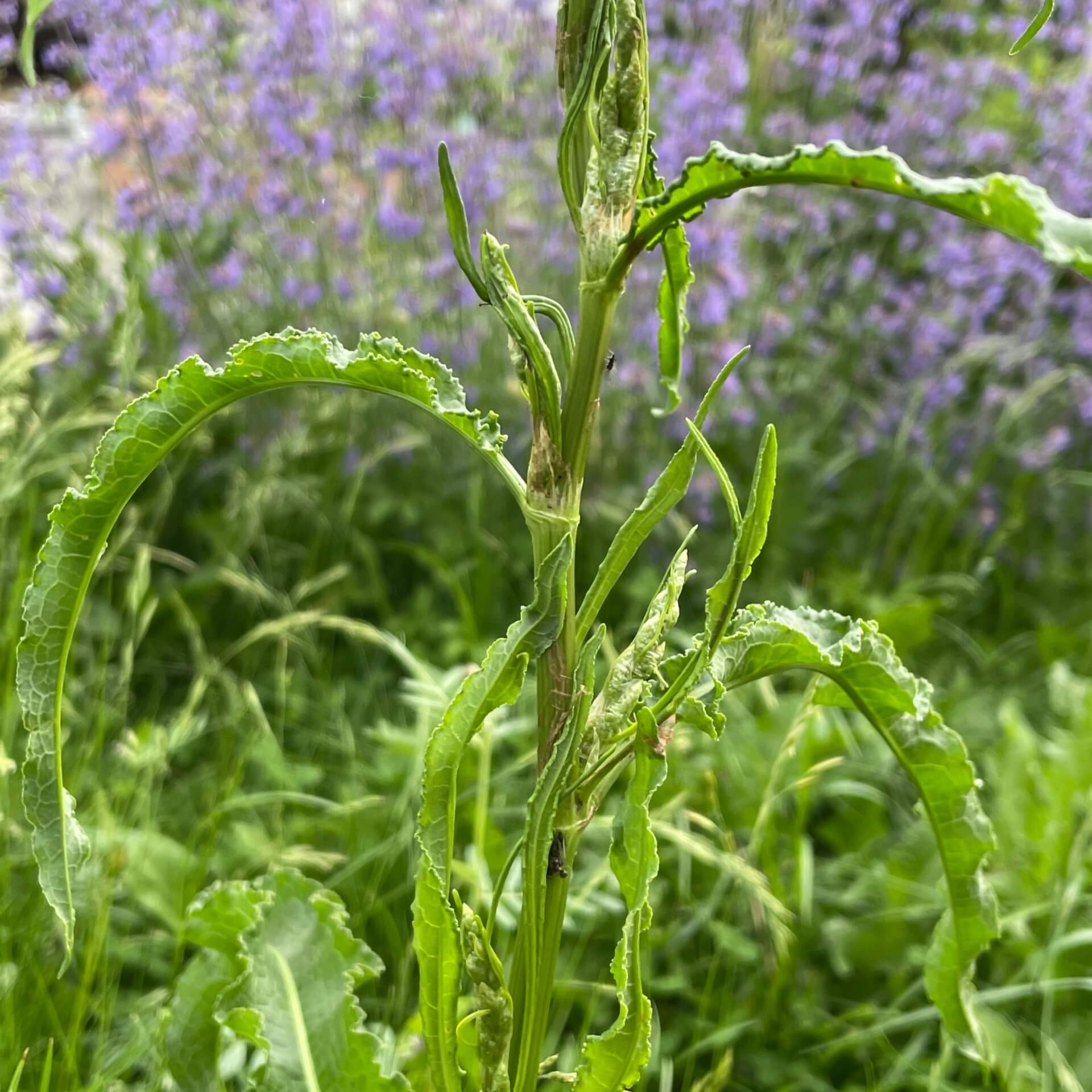 Krauser Ampfer (Rumex crispus)