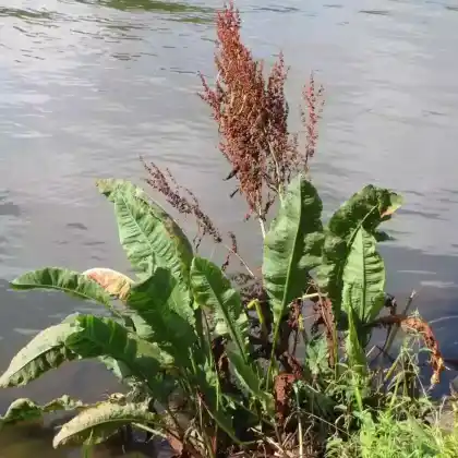 Foto von Fluß-Ampfer (Rumex hydrolapathum)