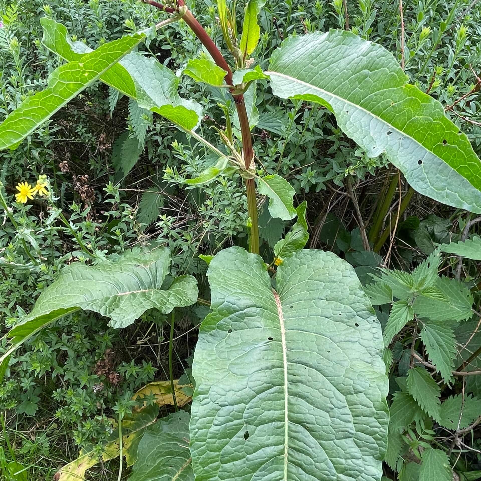 Stumpfblättriger Ampfer (Rumex obtusifolius)