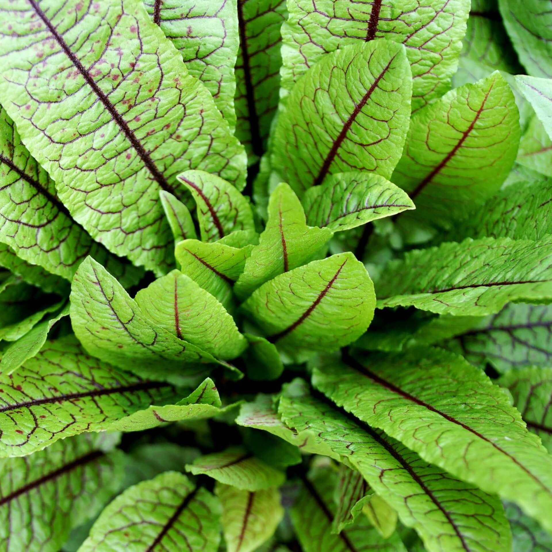 Blut-Ampfer (Rumex sanguineus)