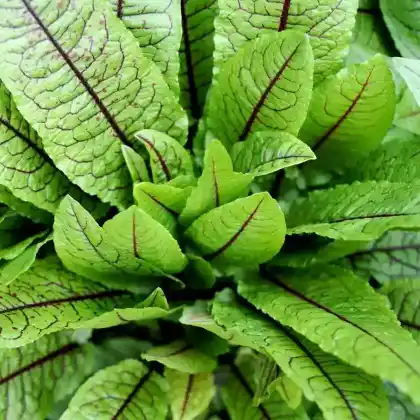 Foto von Blut-Ampfer (Rumex sanguineus)