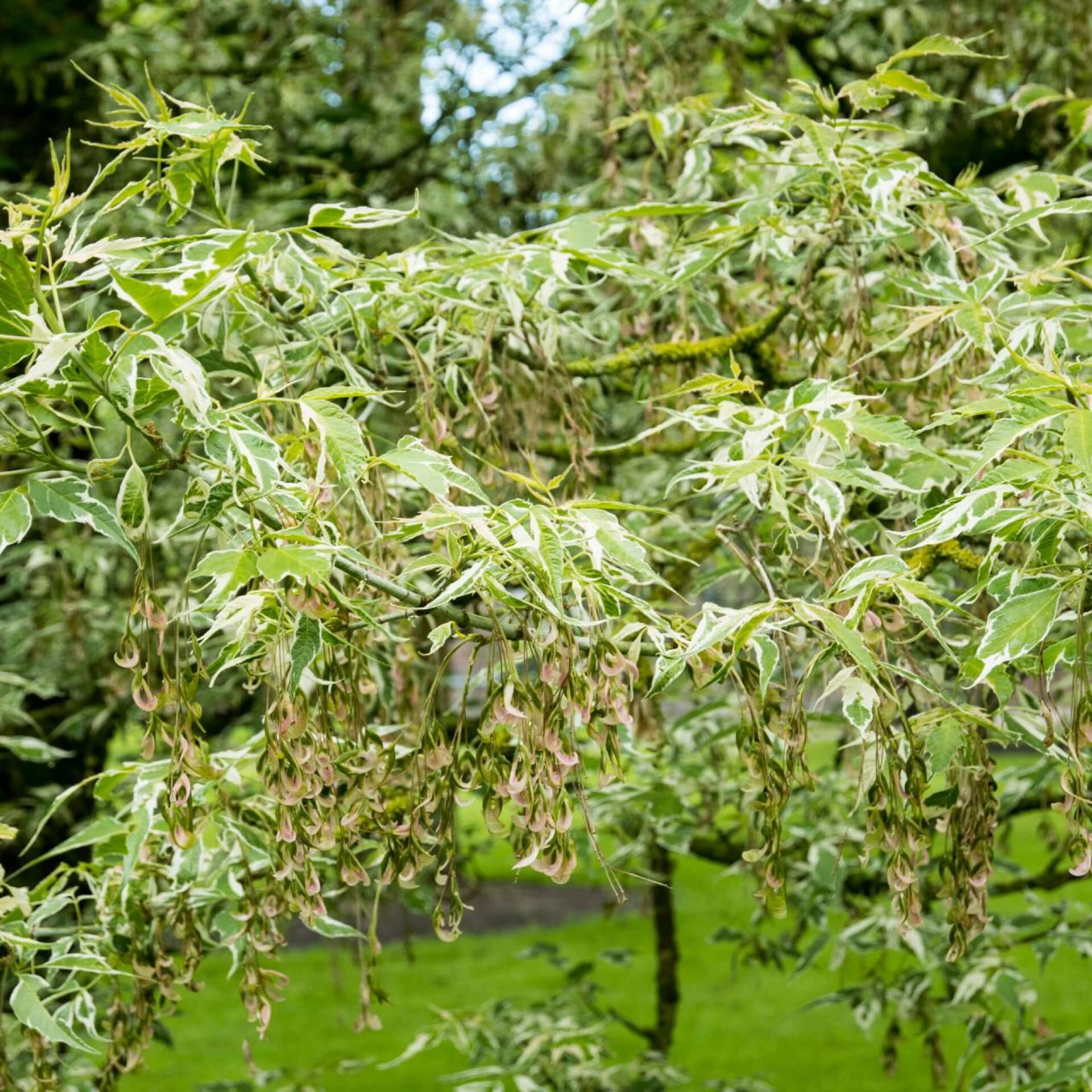 Eschen-Ahorn 'Flamingo' (Acer negundo 'Flamingo')