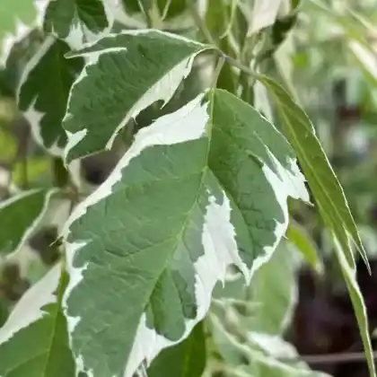 Foto von Eschen-Ahorn 'Flamingo' (Acer negundo 'Flamingo')