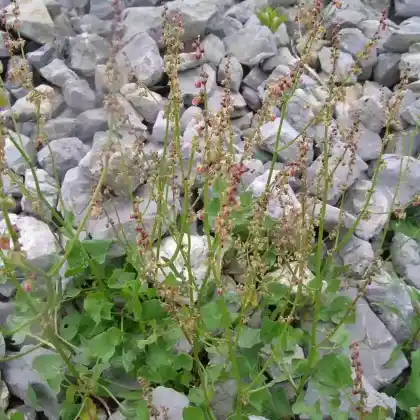 Foto von Schild-Ampfer (Rumex scutatus)