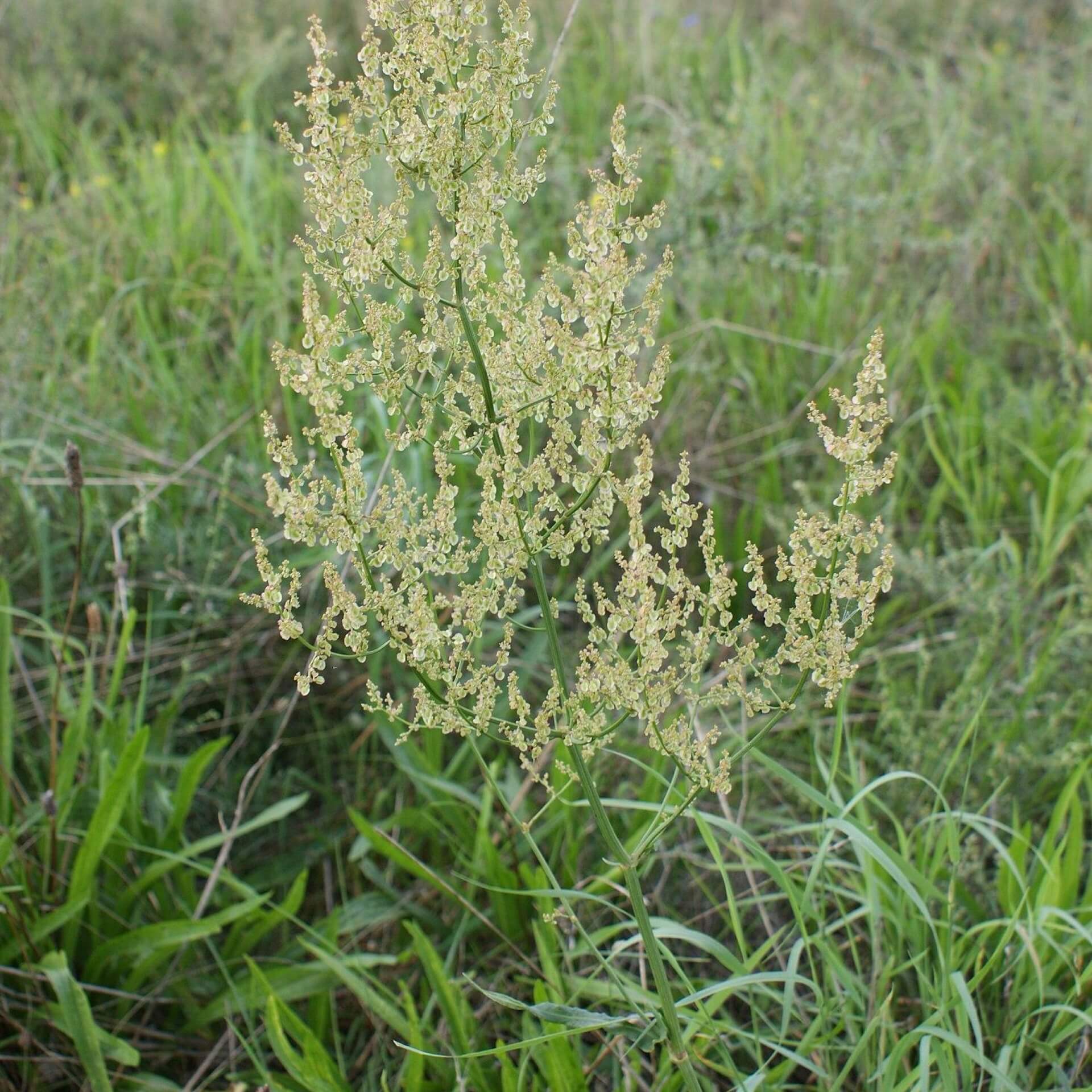 Rispen-Sauerampfer (Rumex thyrsiflorus)