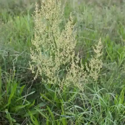 Foto von Rispen-Sauerampfer (Rumex thyrsiflorus)