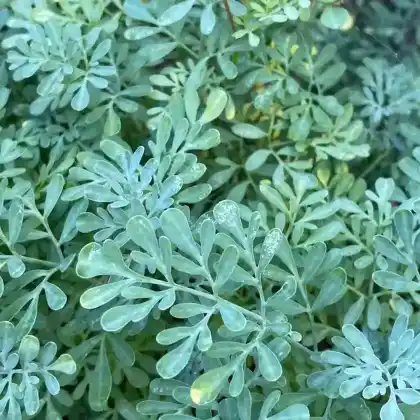 Foto von Wein-Raute (Ruta graveolens)