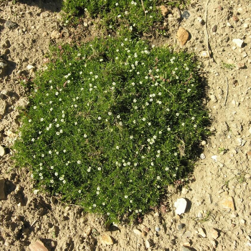 Sternmoos / Sagina subulata
