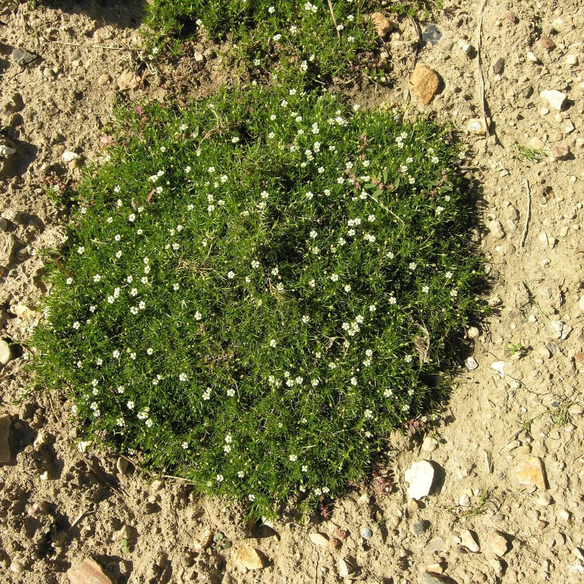 Sternmoos (Sagina subulata)