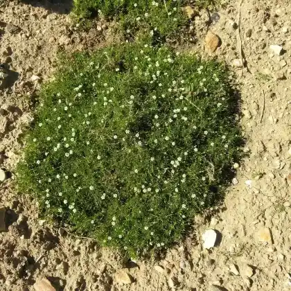 Foto von Sternmoos (Sagina subulata)