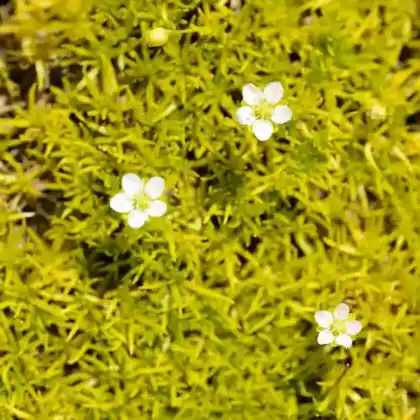 Foto von Sternmoos 'Aurea' (Sagina subulata 'Aurea')