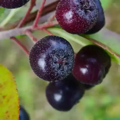 Foto von Pflaumenblättrige Apfelbeere (Aronia prunifolia)