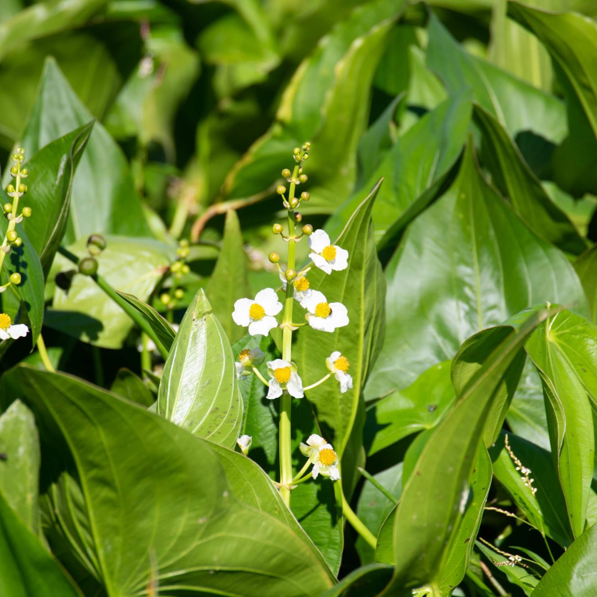 Breitblättriges Pfeilkraut (Sagittaria latifolia)