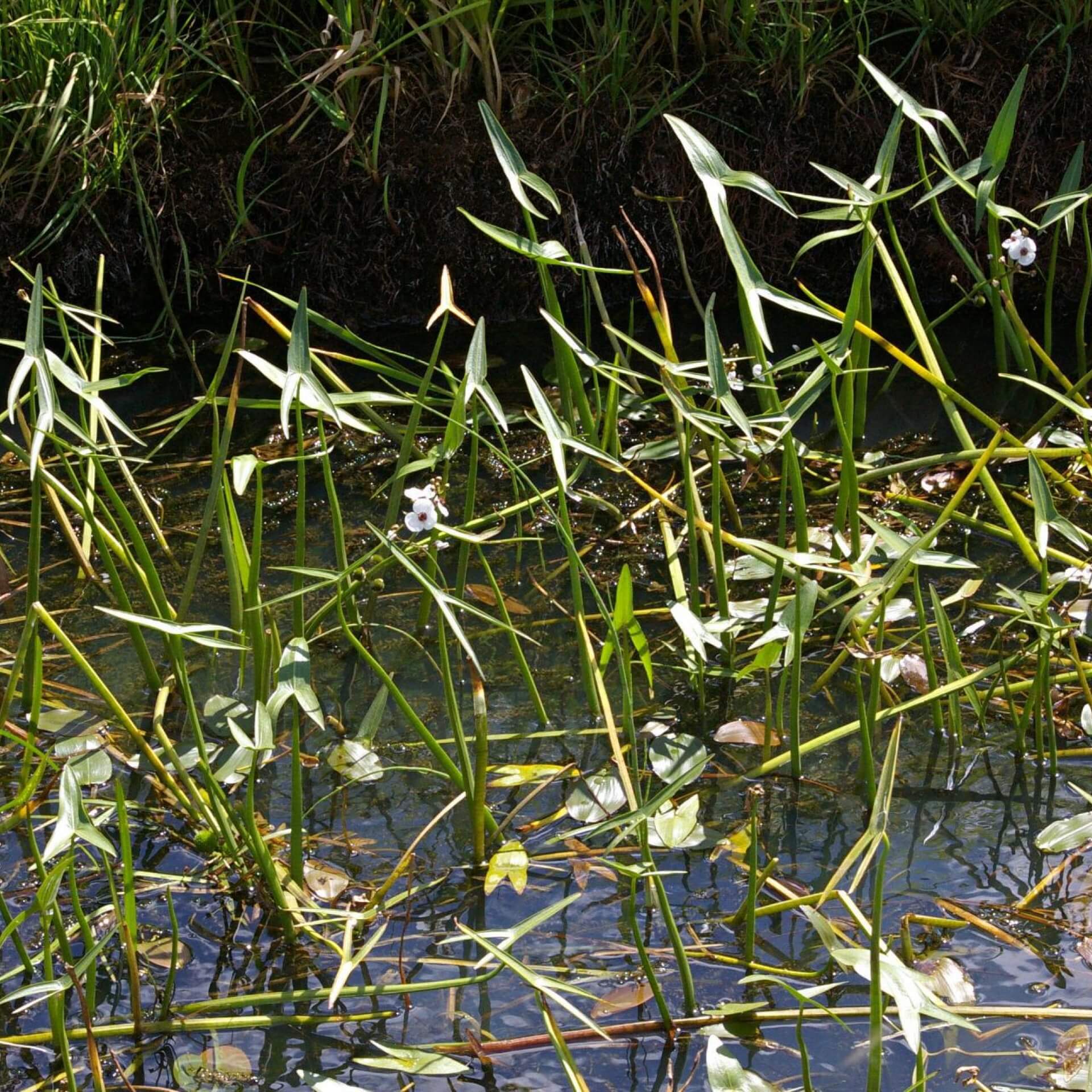 Gewöhnliches Pfeilkraut (Sagittaria sagittifolia)