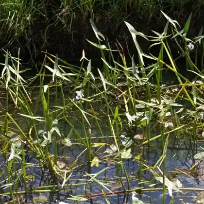 Foto von Gewöhnliches Pfeilkraut (Sagittaria sagittifolia)