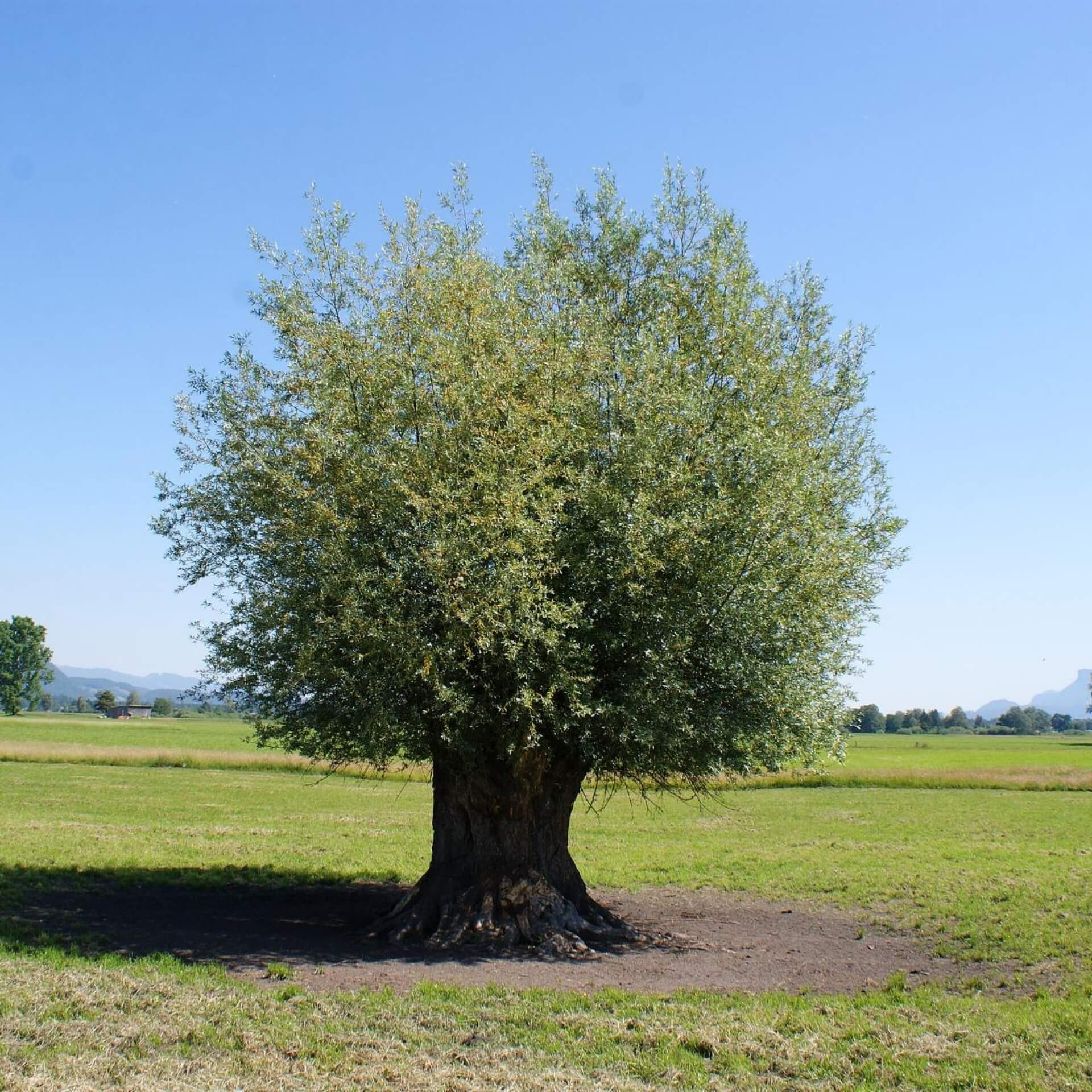 Silber-Weide (Salix alba)