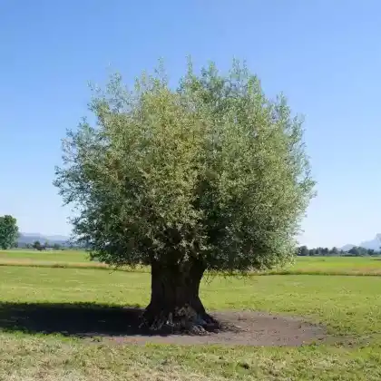 Foto von Silber-Weide (Salix alba)