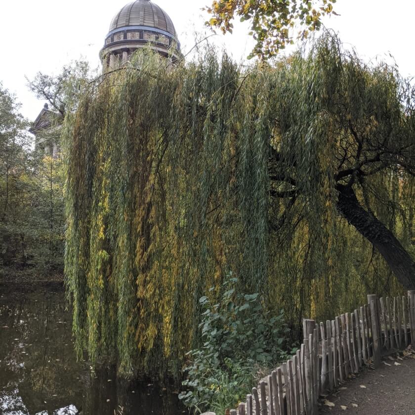 TrauerWeide / Salix alba 'Tristis'