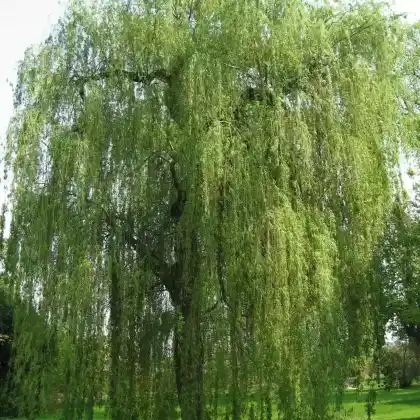Foto von Trauer-Weide (Salix alba 'Tristis')
