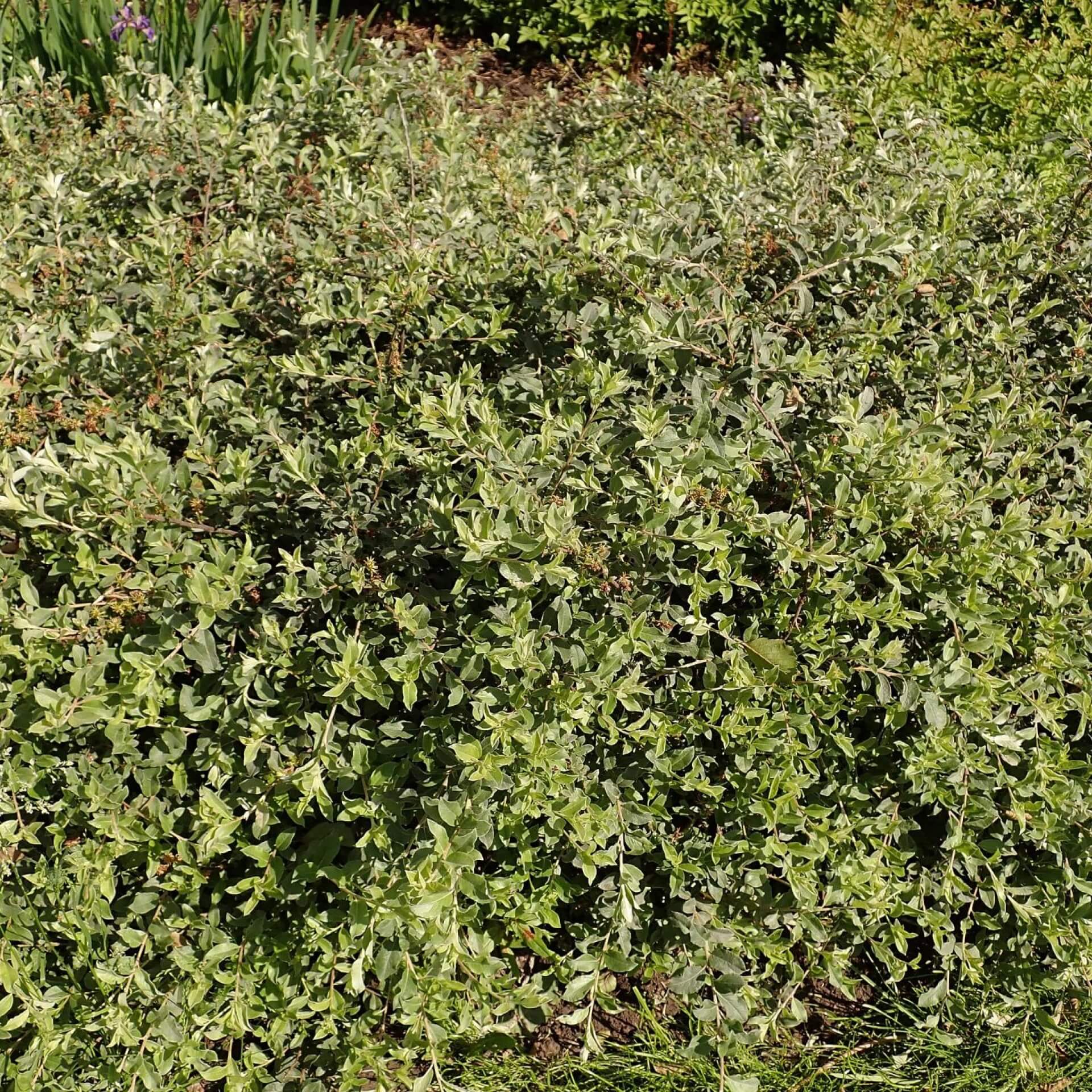 Alpenweide (Salix alpina)