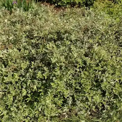 Foto von Alpenweide (Salix alpina)